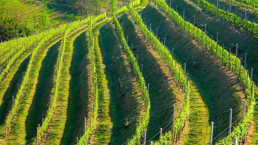 Le colline del Prosecco Docg nell'Alta Marca