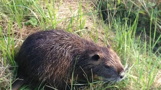 L'assessore Lorenzon propone di mangiare le nutrie