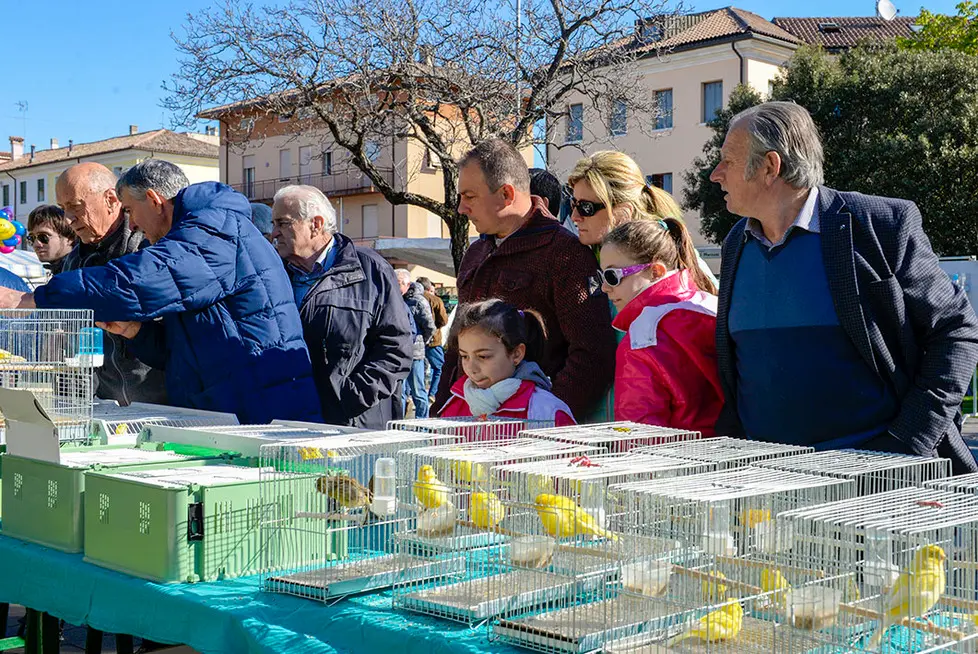 DeMarchi Montebelluna fiera degli uccelli