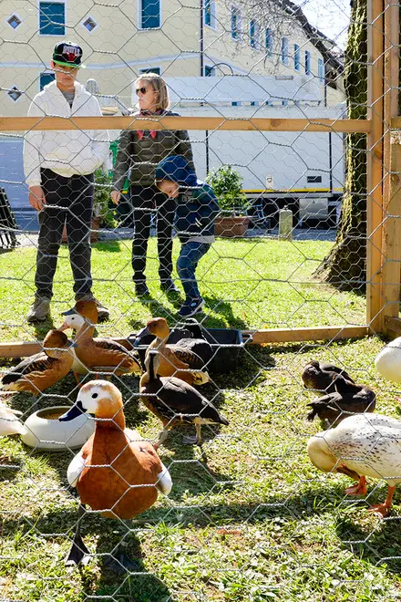 DeMarchi Montebelluna fiera degli uccelli