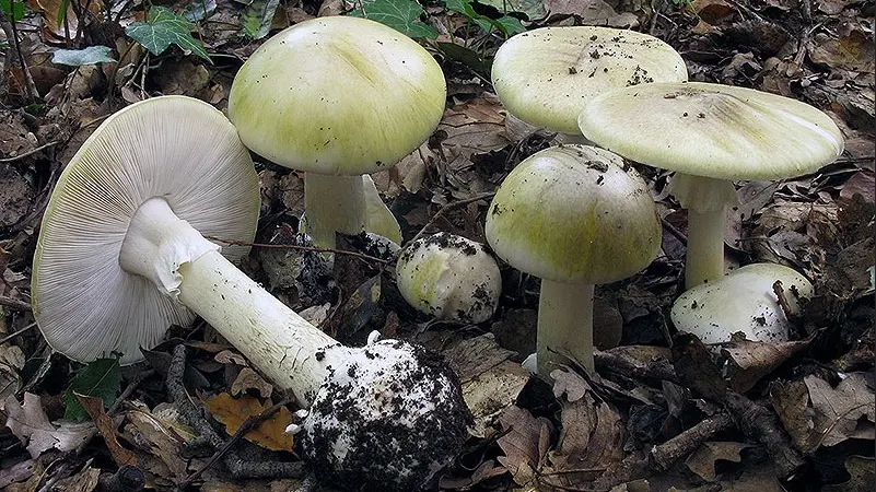 I funghi della specie Amanita Phalloides sono mortali