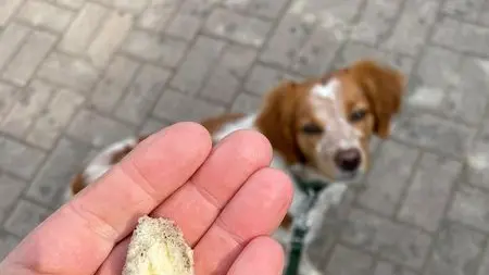 La "spugna fritta" ritrovata a Casier