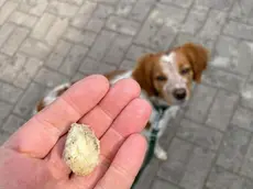 La "spugna fritta" ritrovata a Casier
