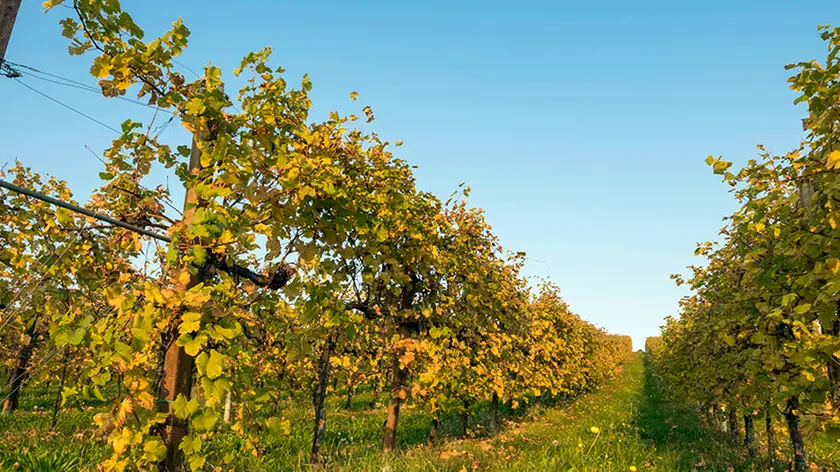 Ferrazza Corbanese vigneti in via Cervano