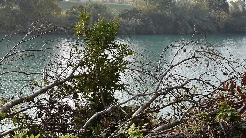 COLUCCI - DINO TOMMASELLA - SAN DONA' DI P. - ALBERI CADUTI LUNGO LA GOLENA DEL FIUME PIAVE
