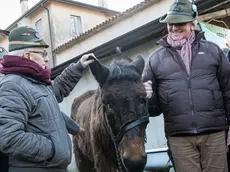 Allegranzi Anzano Il mulo alpino